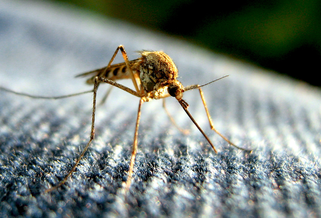 mosquito fabric material
