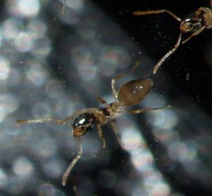 Ghost Ants in dark background