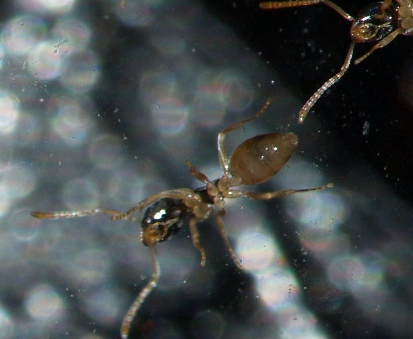 Ghost Ants in Broward, FL