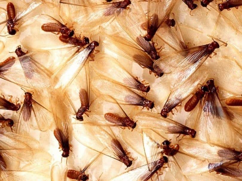 Termite Infestation Signs You Need to Look Out for in Your Home