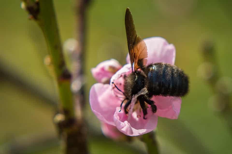 Carpenter Bees in Broward, FL