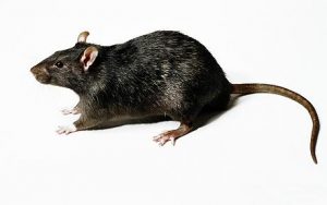 black rat in white background