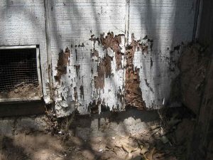 termite damage in house