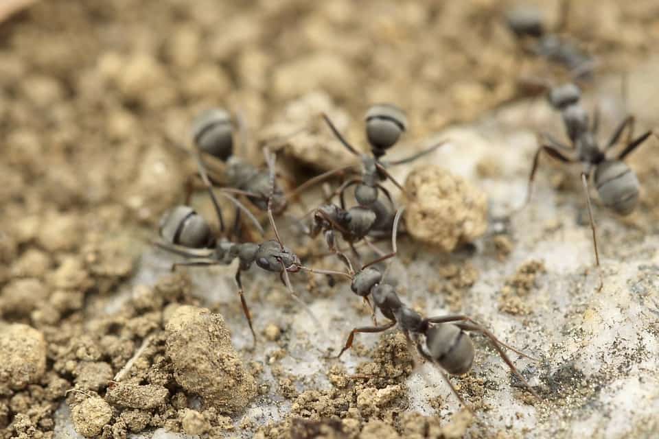 carpenter ants around their colony in broward