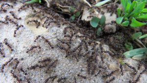 pavement ants in broward