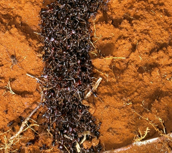 ants swarming on the soil
