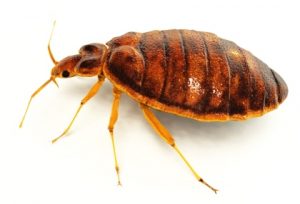 bed bug in white background