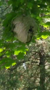 bee hive on the tree