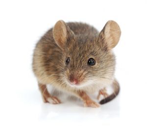 mouse in white background