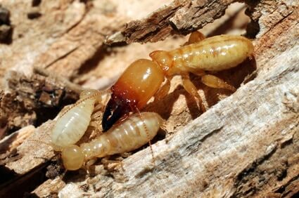 Soldier Termite with Workers
