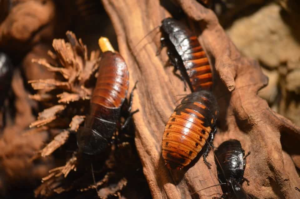 cockroaches in the wild