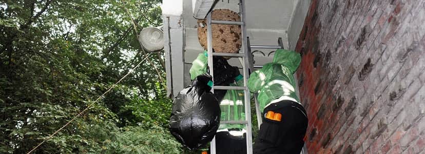 exterminators removing bee hive