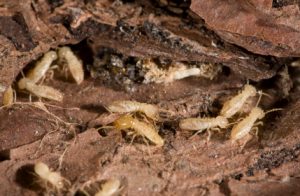 close up of termite infestation