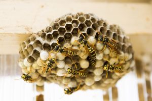 wasp hive