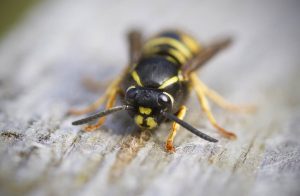 wasp on picnic table